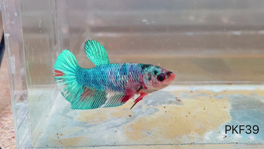 Betta plakat femelle candy