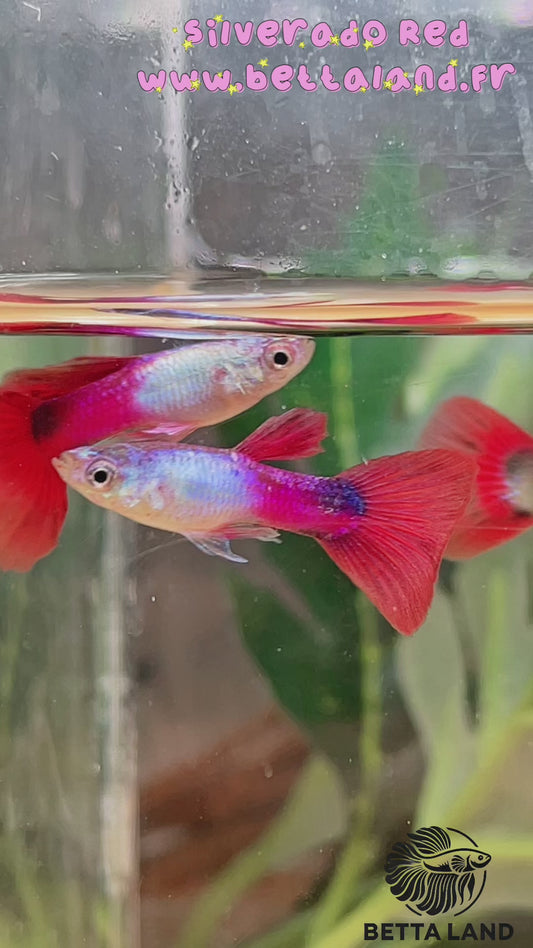 Guppy male silverado red