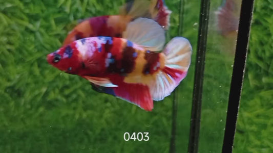 Betta plakat male multicolor PKM43