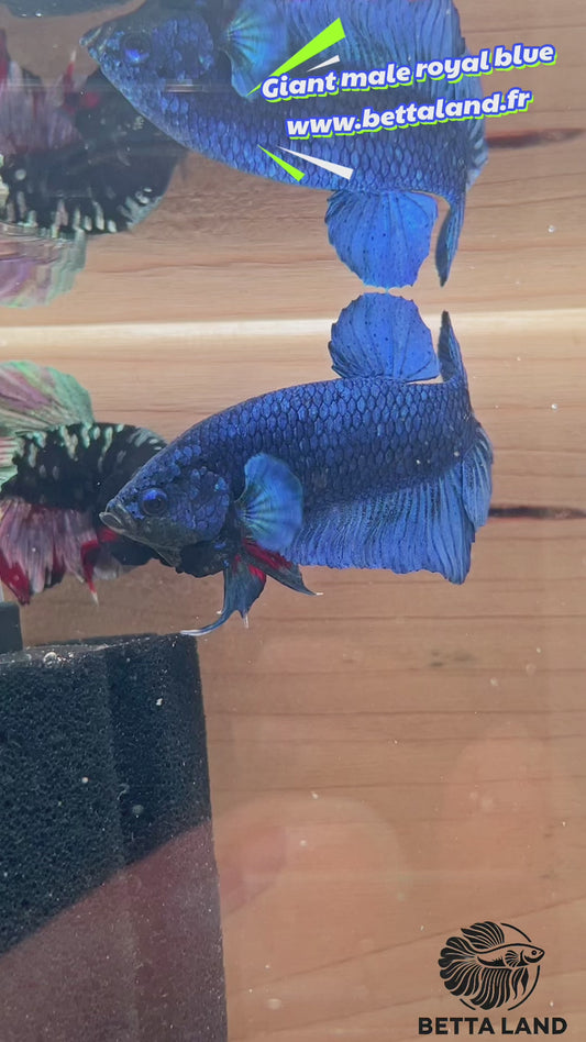 40. Betta giant male royal blue
