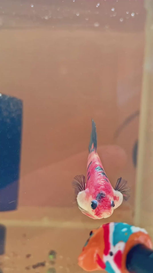 23. Betta plakat male Nemo cooper