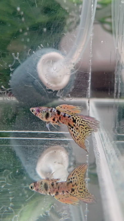 Guppy Tiger King Cobra – Mâle