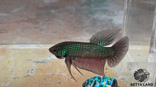 Betta sauvage smaragdina guitar male SMM96