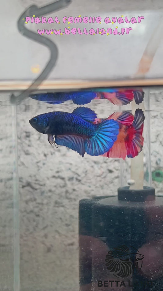 15. Betta plakat femelle blue avatar