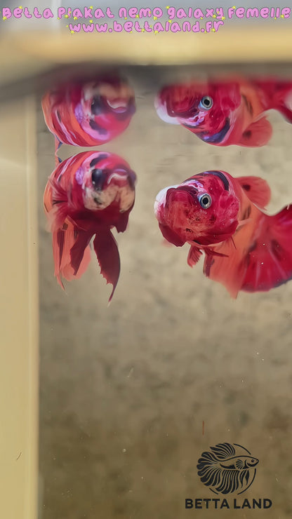 Betta plakat nemo galaxy femelle – Import Thaïlande