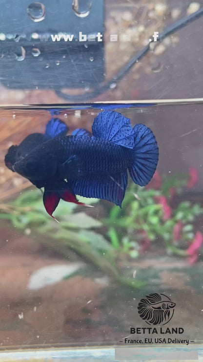 Betta fighter bleu mâle – Import Thaïlande