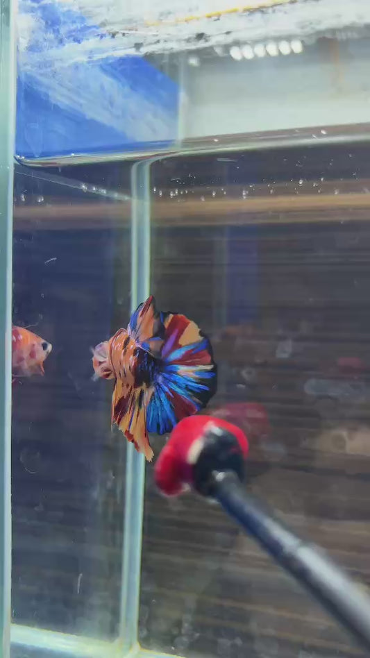 43. Betta plakat candy male