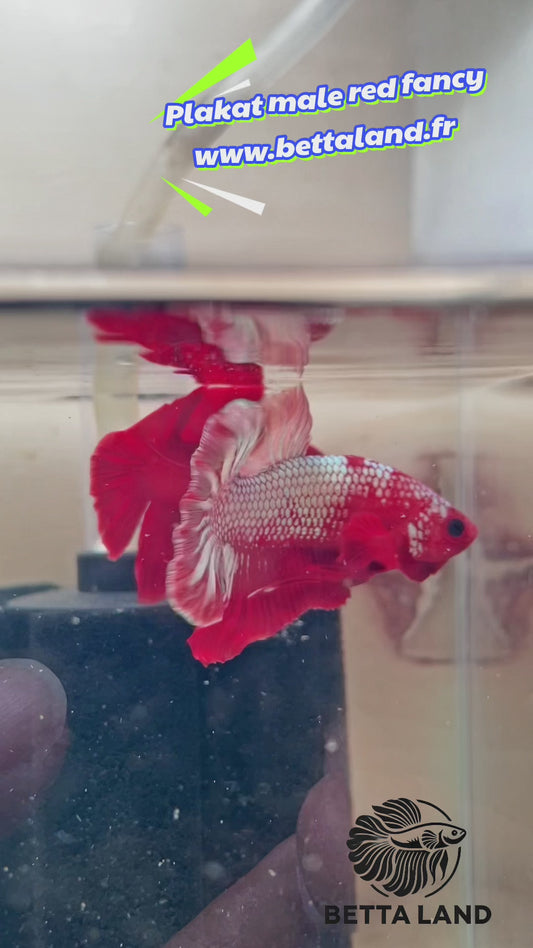 34. Betta plakat male red fancy