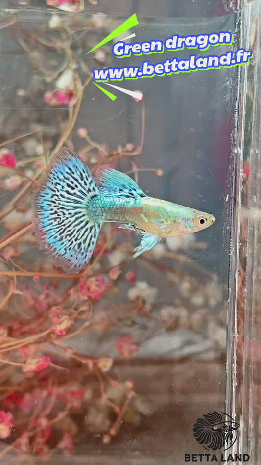 Guppy male green dragon