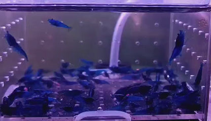 Crevette Neocaridina Blue Dream – Bleu intense (lot de 3)