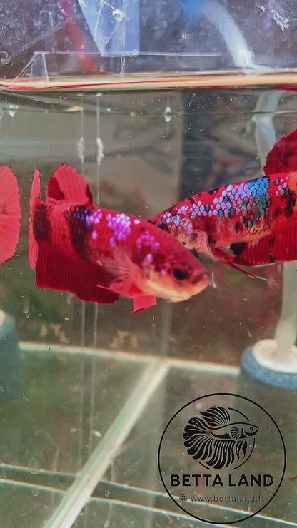 Betta Giant Nemo Galaxy – Femelle 2