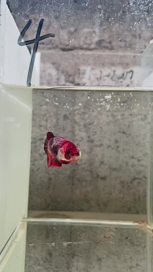 33. Betta giant femelle Nemo galaxy