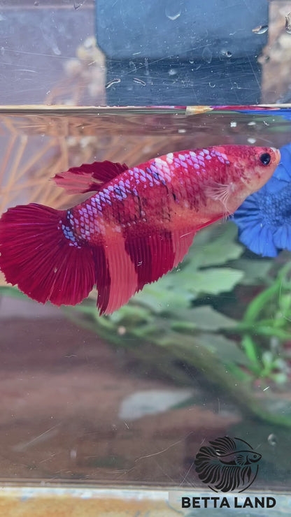 Betta plakat giant nemo femelle – Import Thaïlande