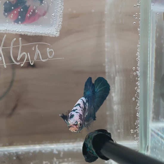 Betta Plakat mâle Blue Marble