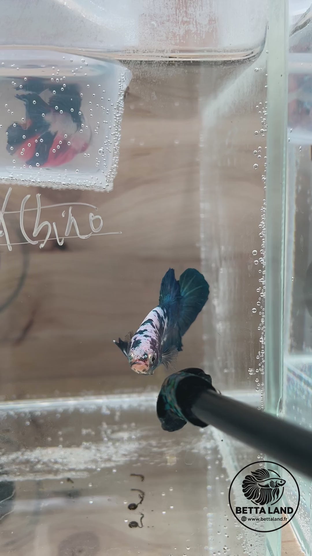 Betta Plakat mâle Blue Marble