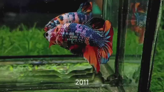 Betta plakat male nemo galaxy PKM32