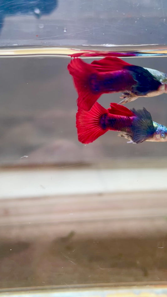Guppy couple Jumbo big ear Red tail