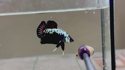 Betta plakat male vampire samurai PKM171