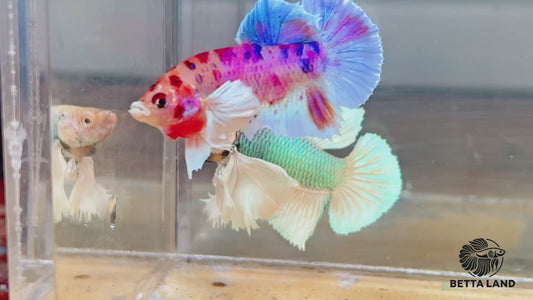 Betta plakat male candy dumbo PKM190