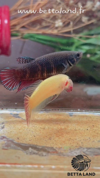 Betta alien cooper gold femelle – Import Thaïlande