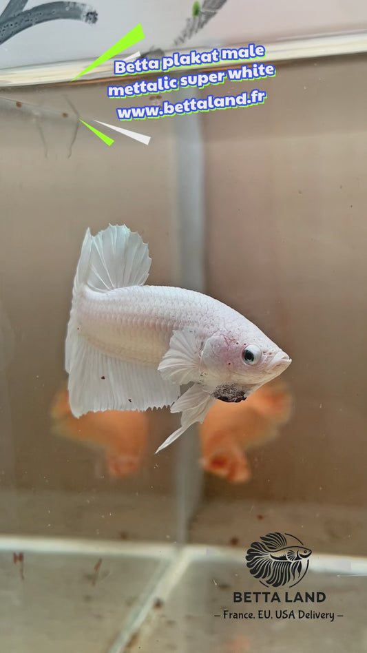 8. Betta plakat male mettalic super white