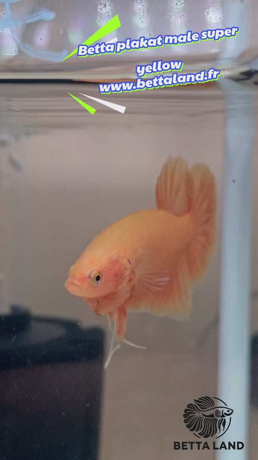 23. Betta plakat male super yellow