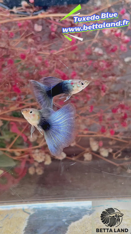 Guppy male tuxedo blue
