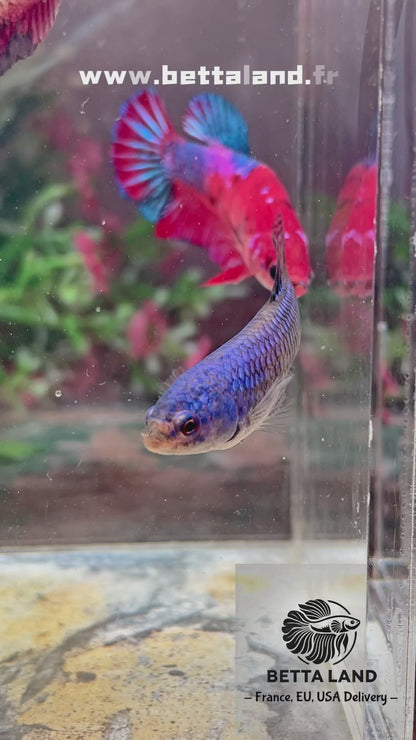Betta alien bleu femelle – Import Thaïlande