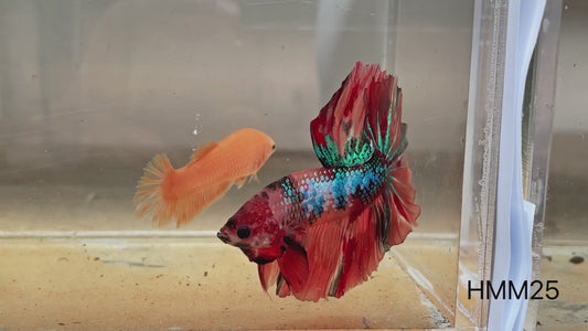 Betta halfmoon male nemo galaxy HMM25