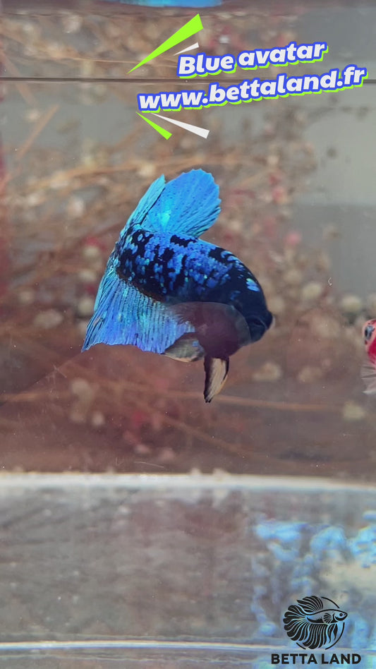 36. Betta plakat male avatar blue