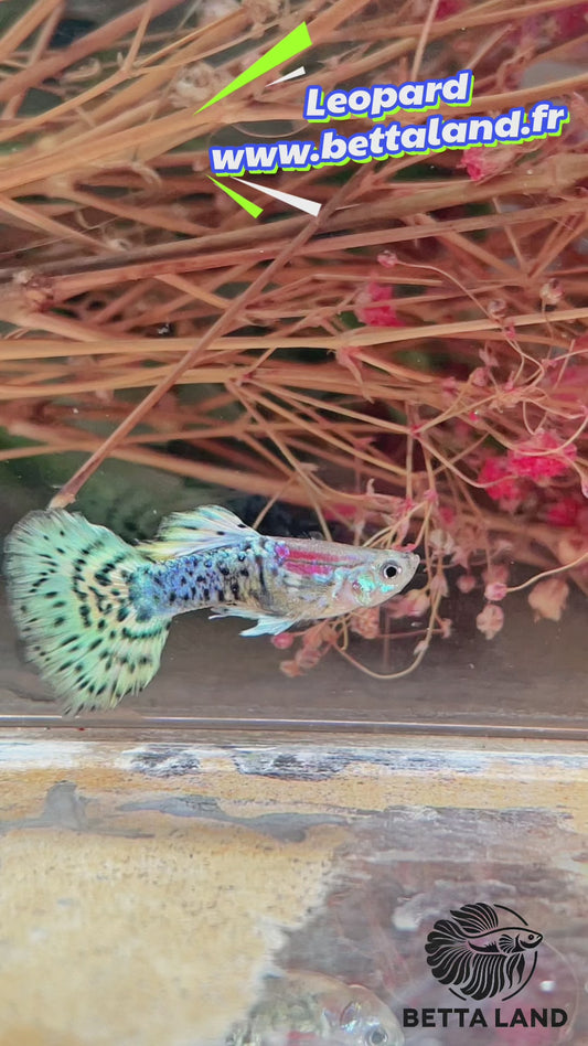 Guppy male leopard