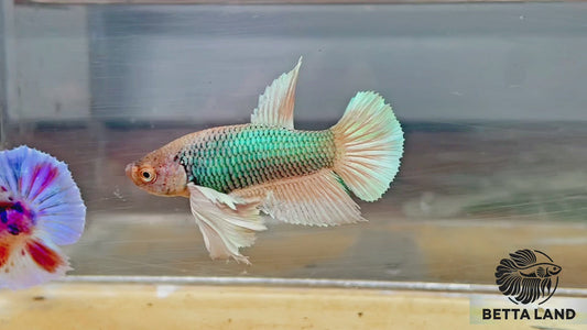 Betta plakat male green dumbo PKM85