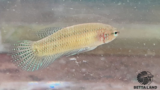 Betta sauvage smaragdina guitar femelle SMM93