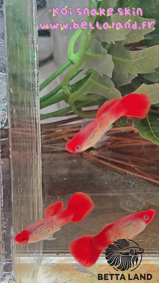 Guppy male koi snake skin
