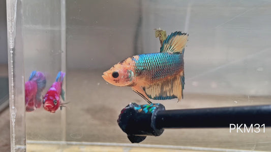 Betta plakat male mustard gas PKM31