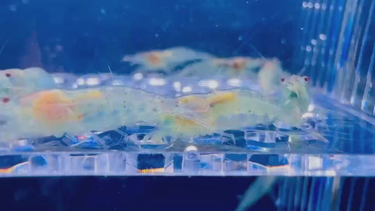 Neocardina aura blue (par lot de 3)