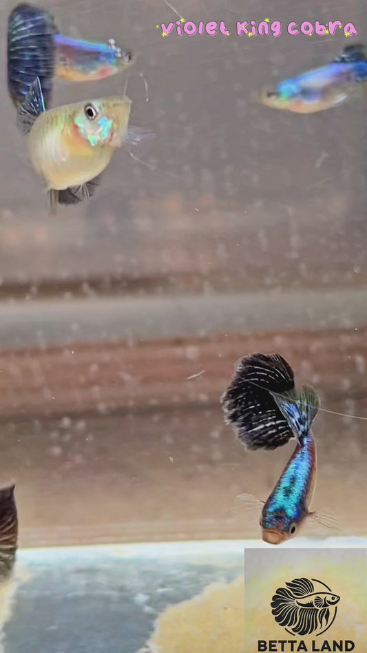 Guppy male violet king cobra