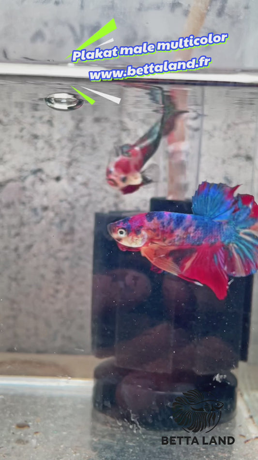 4. Betta plakat male multicolor
