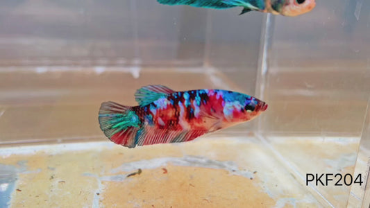 Betta plakat femelle multicolor PKF204